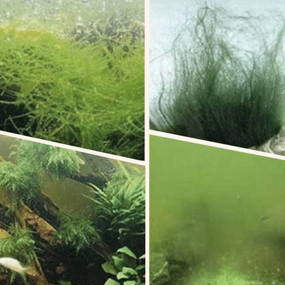 🎉Buy More Save More💥 Algae & Moss Remover for Fish Tank - Safe Water Purification