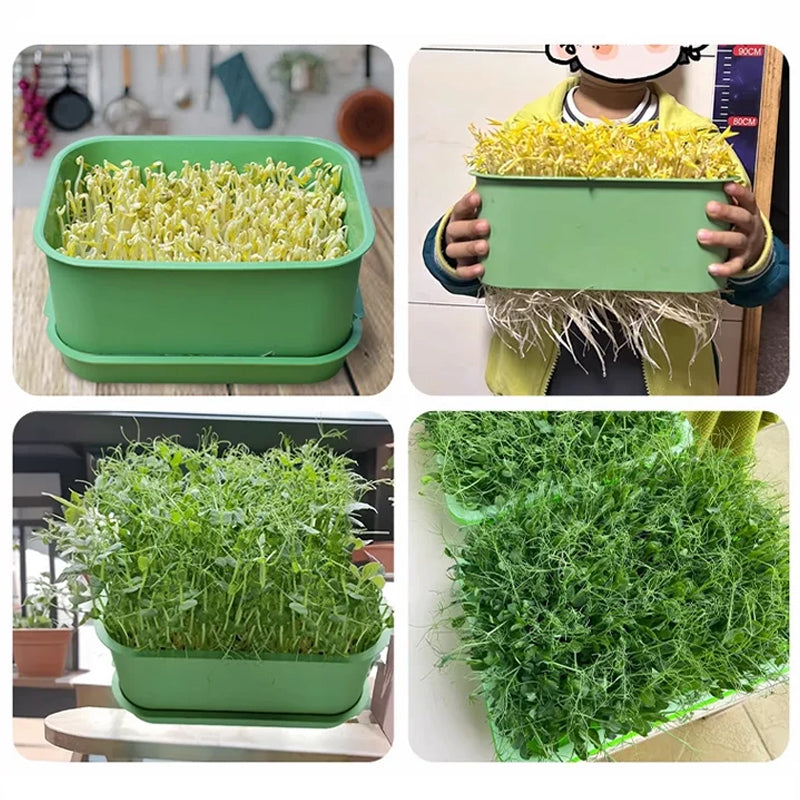 🔥Stackable Bean Sprout Growing Box - Multi-layer Design, Perfect for Home Cultivation, Healthy Green Living!