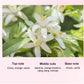 French Perfumed Solid Balm