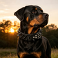 Spiked PU Leather Dog Collar